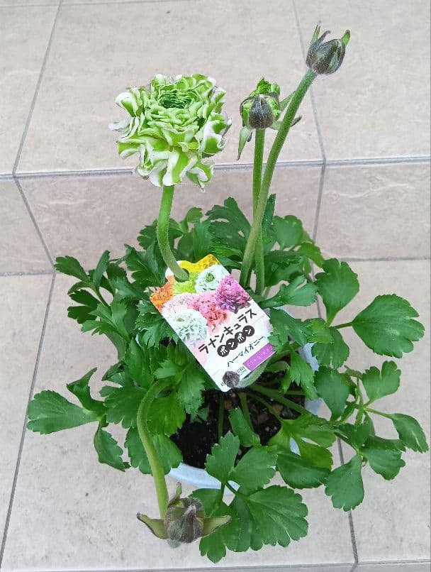 希少　ラナンキュラス　ポンポン　ハーマイオニー　5号鉢（1鉢のみ）