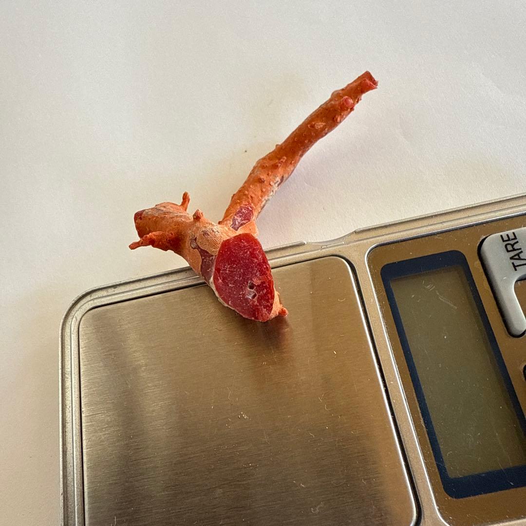 赤珊瑚　原木