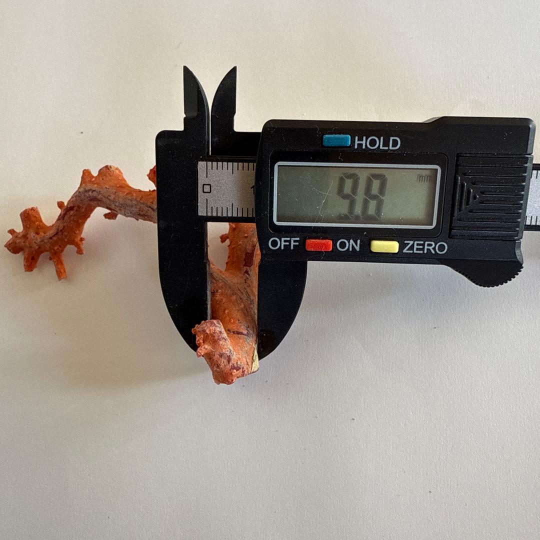 赤珊瑚　原木