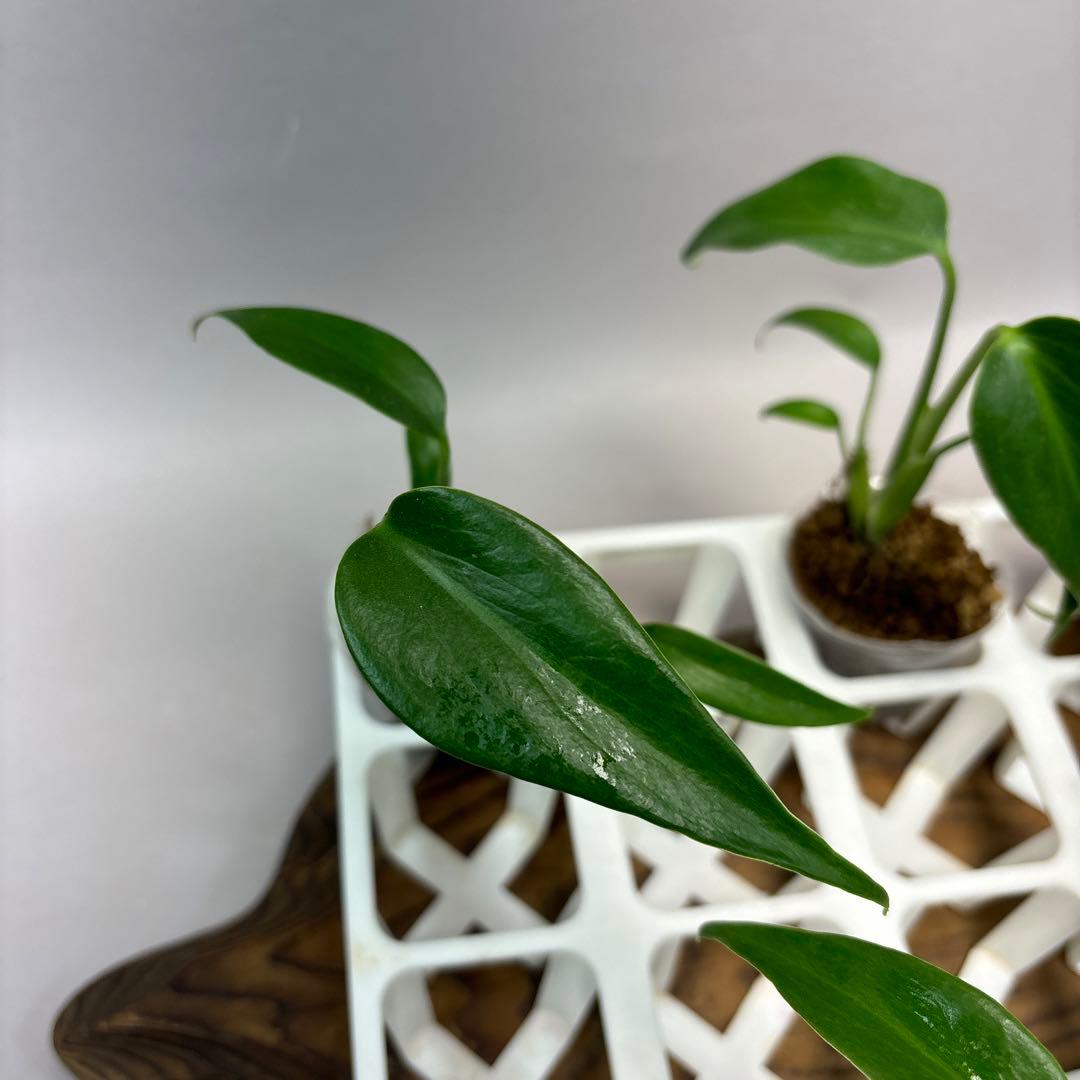 S*T様 5株 lsw517 モンステラ バールマルクスフレーム