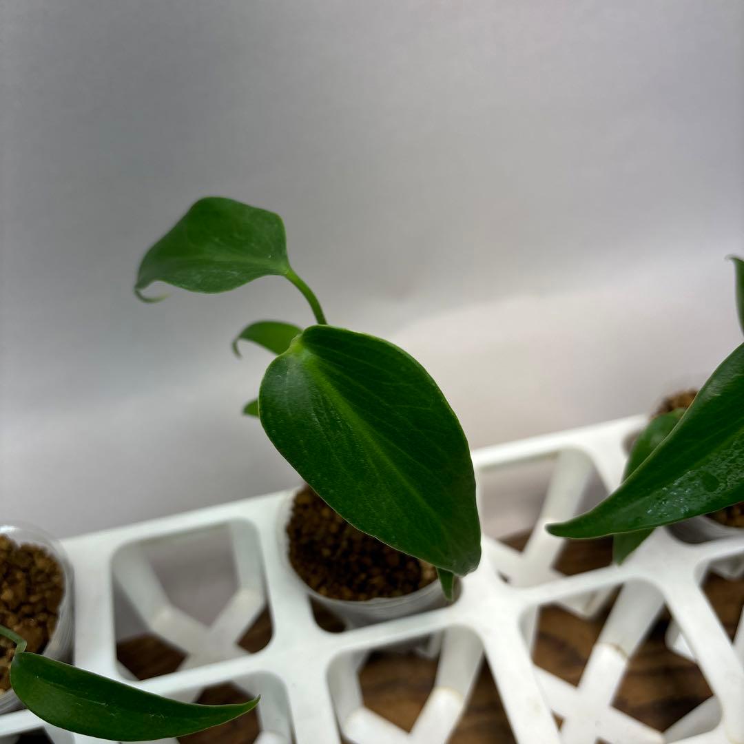 S*T様 5株 lsw517 モンステラ バールマルクスフレーム