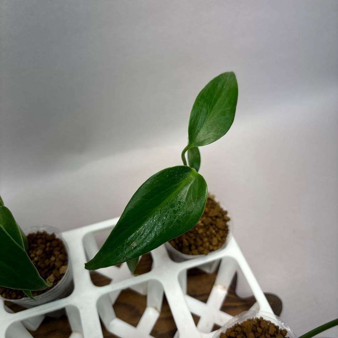 S*T様 5株 lsw517 モンステラ バールマルクスフレーム