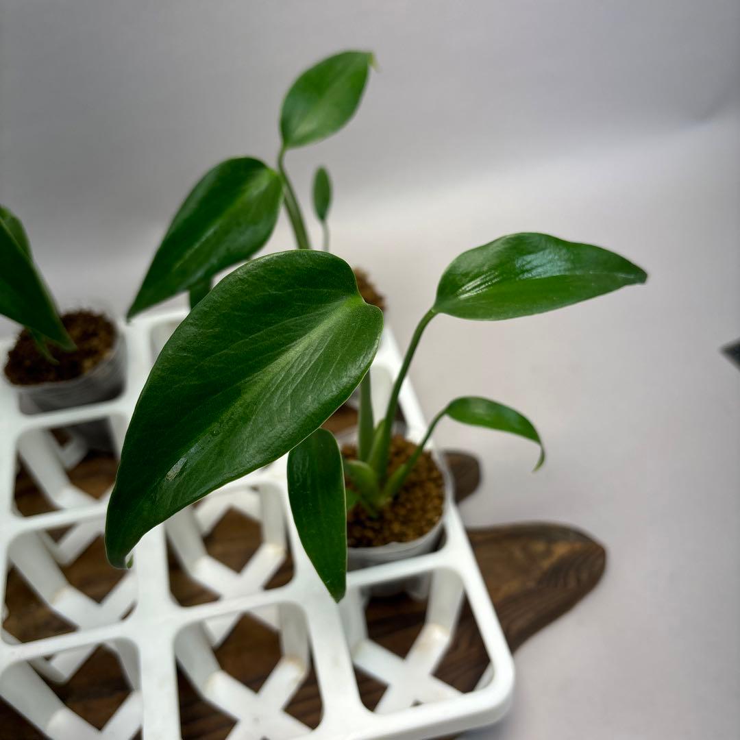 S*T様 5株 lsw517 モンステラ バールマルクスフレーム