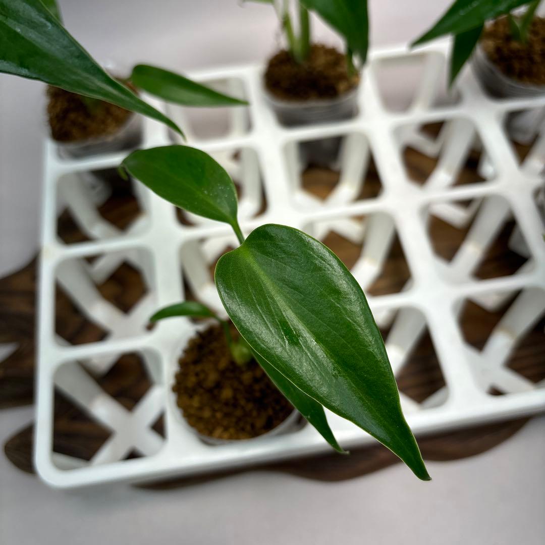 S*T様 5株 lsw517 モンステラ バールマルクスフレーム