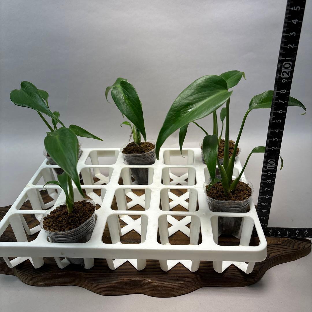 S*T様 5株 lsw517 モンステラ バールマルクスフレーム