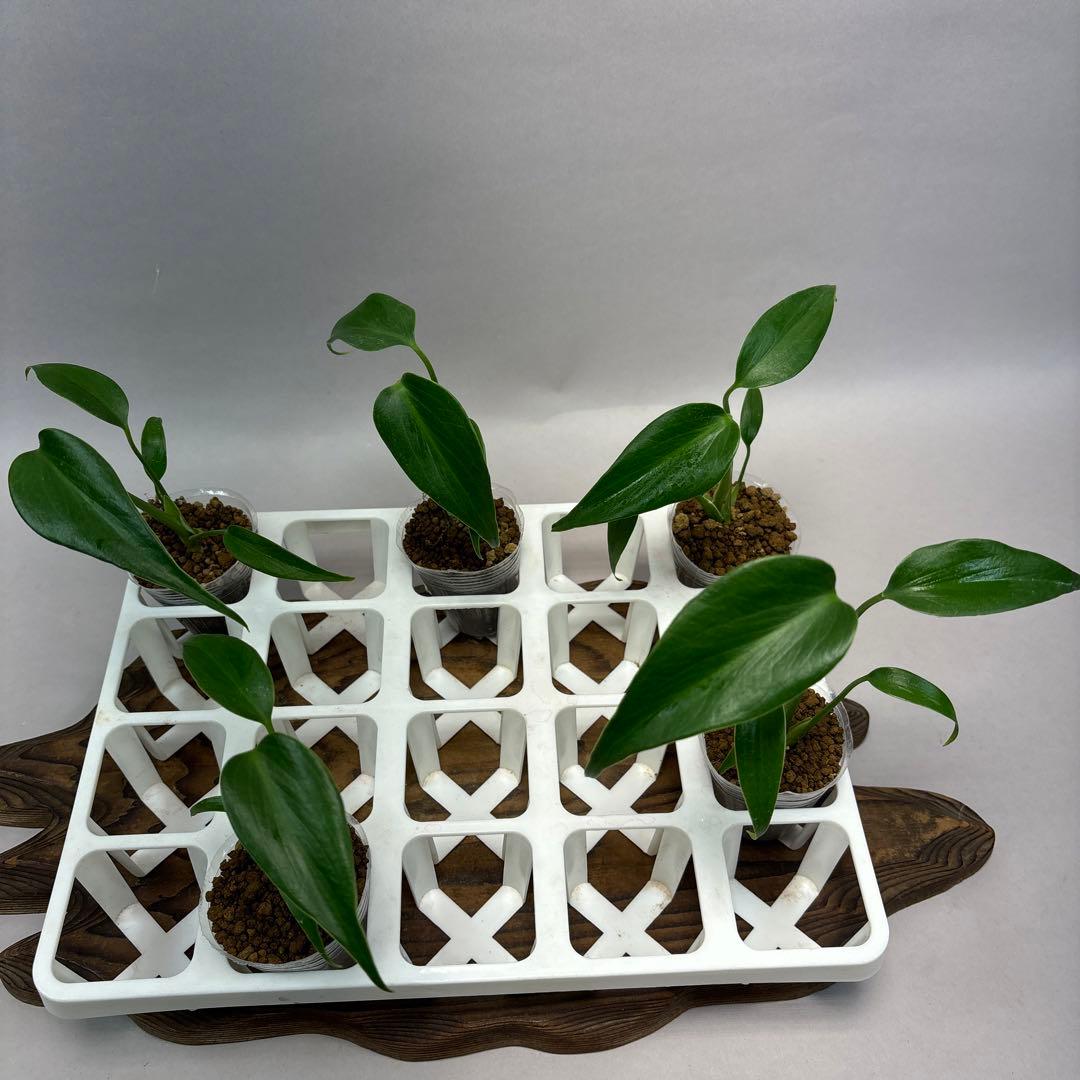 S*T様 5株 lsw517 モンステラ バールマルクスフレーム