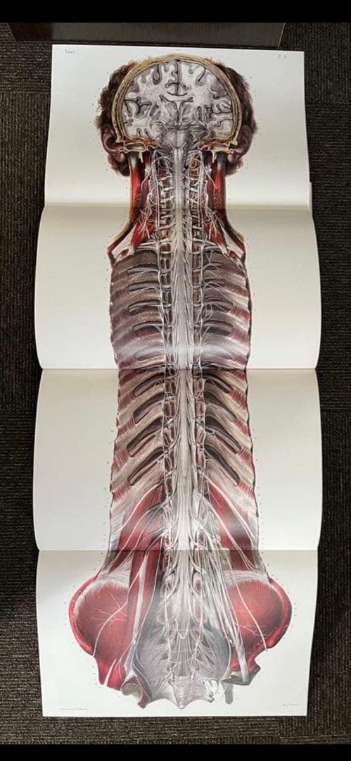 ATLAS OF HUMAN ANATOMY AND SURGERY 洋書　解剖