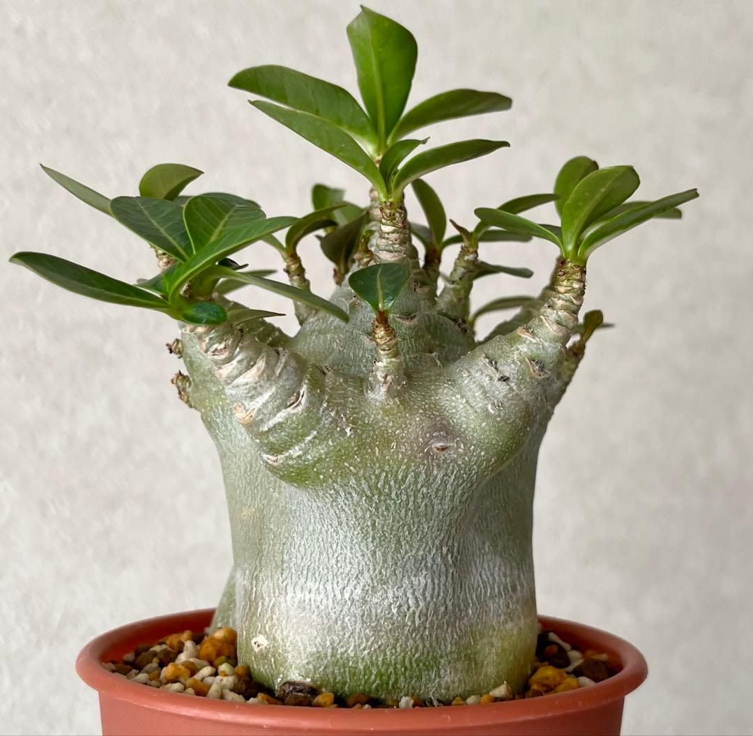 【激レア/ドワーフ/極太/塊根】アデニウム アラビカムV2ハック鉢植えG-3