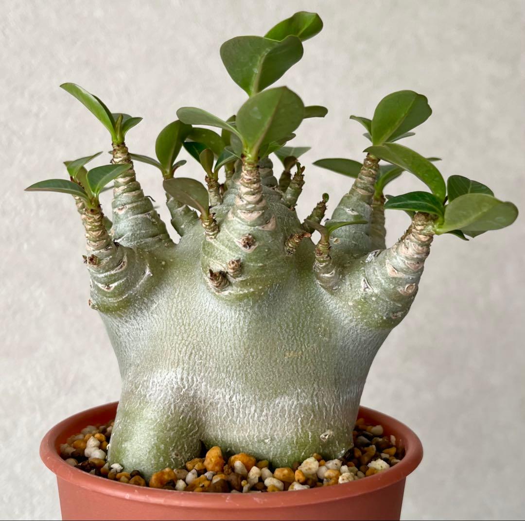 【激レア/ドワーフ/極太/塊根】アデニウム アラビカムV2ハック鉢植えG-3