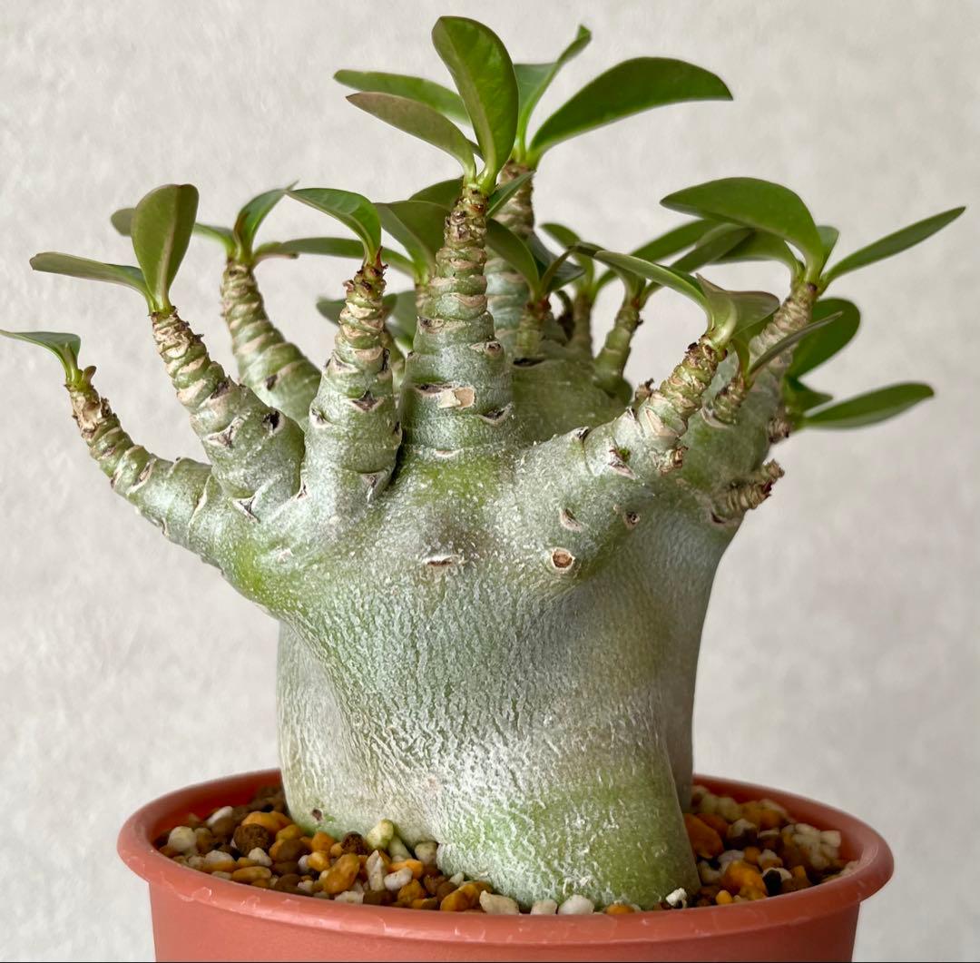 【激レア/ドワーフ/極太/塊根】アデニウム アラビカムV2ハック鉢植えG-3