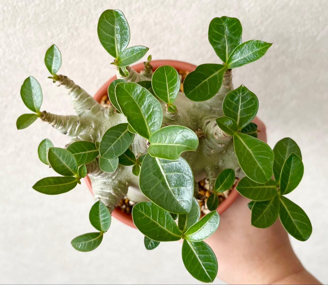 【激レア/ドワーフ/極太/塊根】アデニウム アラビカムV2ハック鉢植えG-3