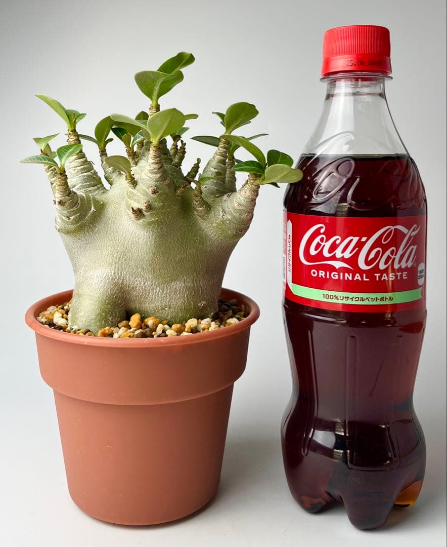 【激レア/ドワーフ/極太/塊根】アデニウム アラビカムV2ハック鉢植えG-3