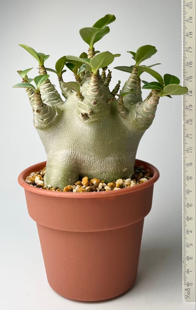 【激レア/ドワーフ/極太/塊根】アデニウム アラビカムV2ハック鉢植えG-3