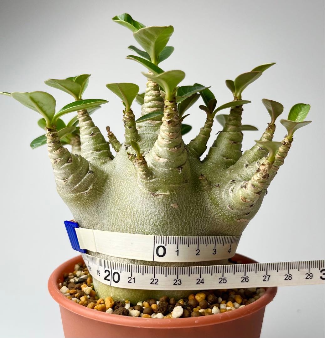 【激レア/ドワーフ/極太/塊根】アデニウム アラビカムV2ハック鉢植えG-3