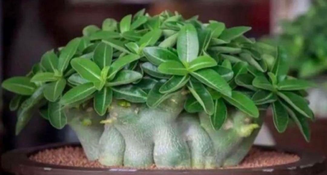 【激レア/ドワーフ/極太/塊根】アデニウム アラビカムV2ハック鉢植えG-3