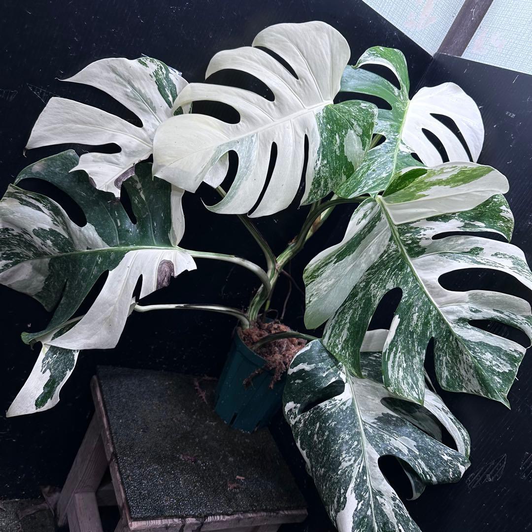 ご*ら様 斑入りモンステラ ホワイトタイガー極美大株56cm白斑多