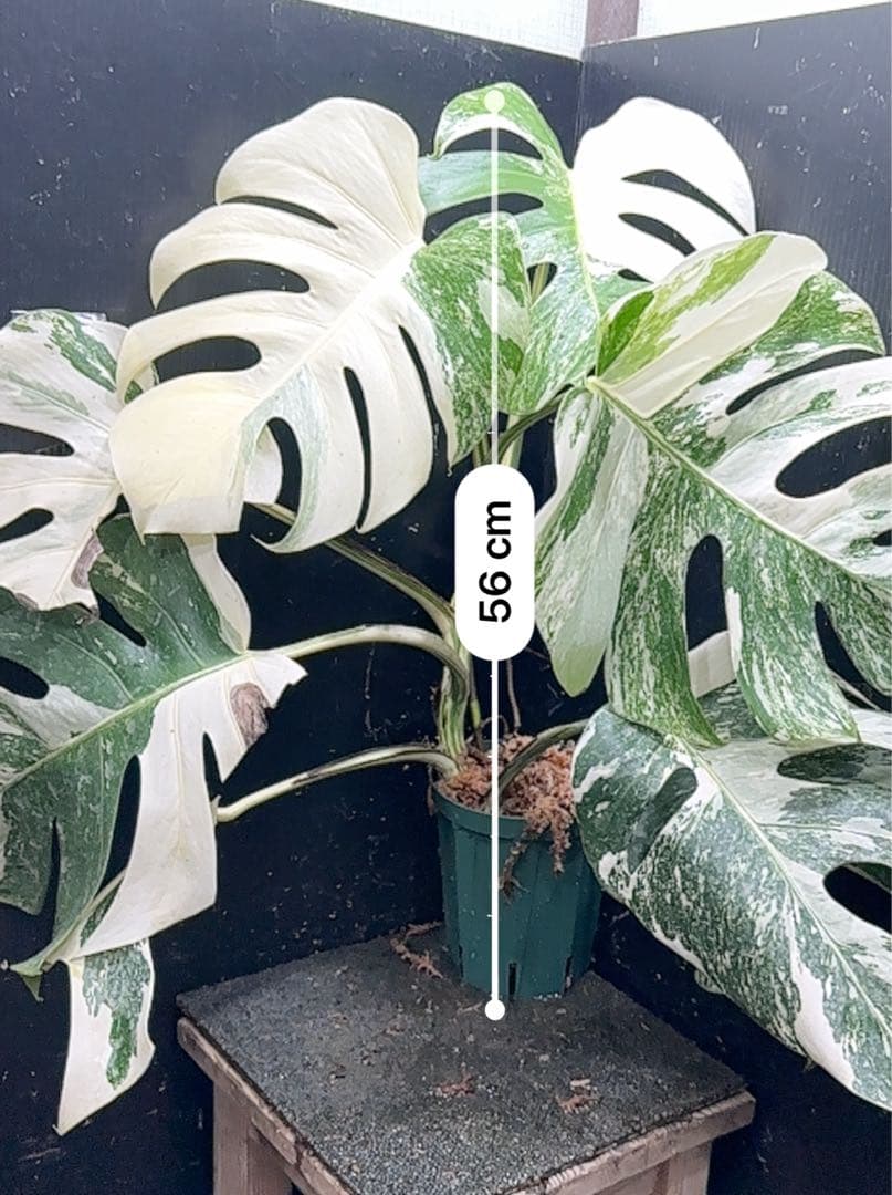 ご*ら様 斑入りモンステラ ホワイトタイガー極美大株56cm白斑多