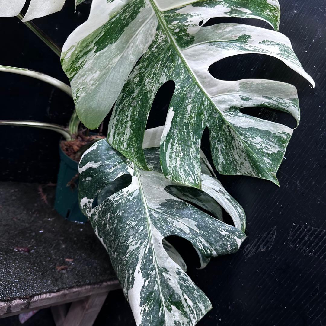 ご*ら様 斑入りモンステラ ホワイトタイガー極美大株56cm白斑多