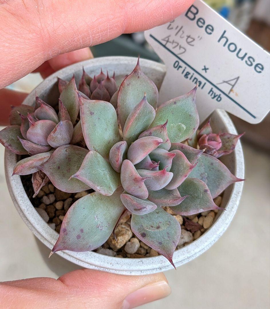 ホーリンゼチワワxA beehouse 札付き　多肉植物