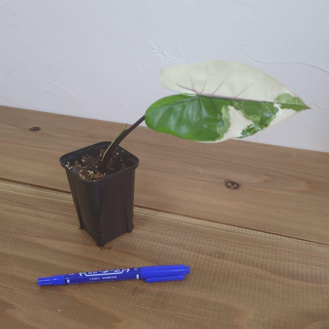 アロカシア　ブラックステム　斑入り