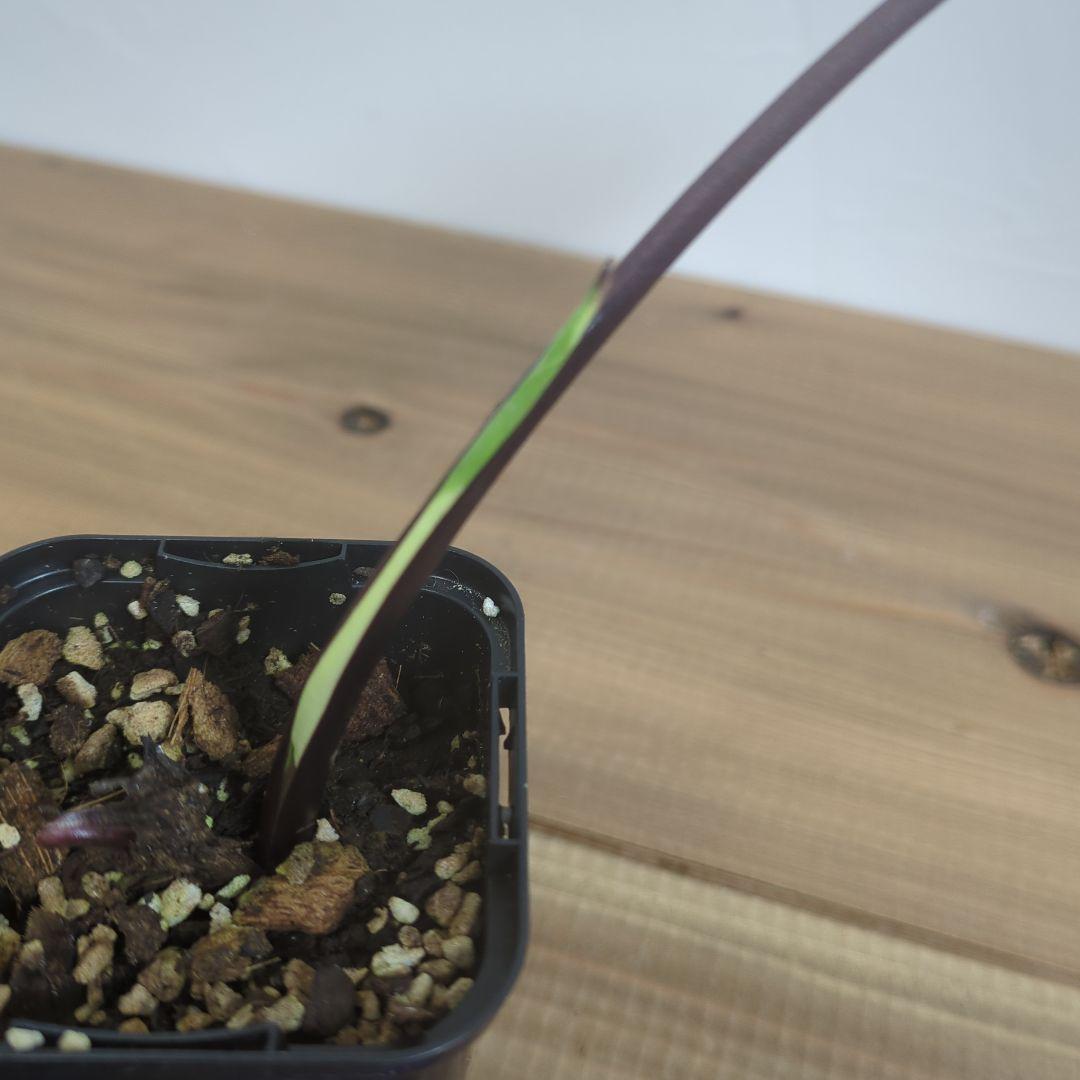 アロカシア　ブラックステム　斑入り