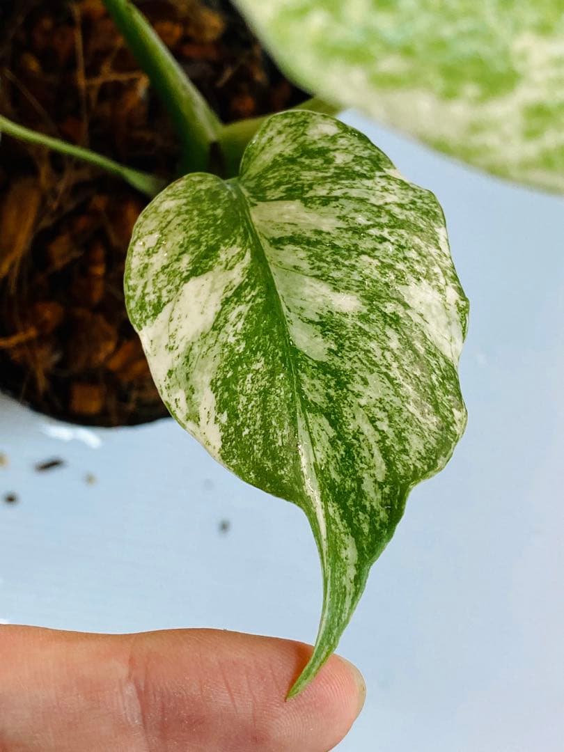 ☆白斑美株☆ モンステラ デリシオーサ ホワイトモンスター 天津蘭⑤