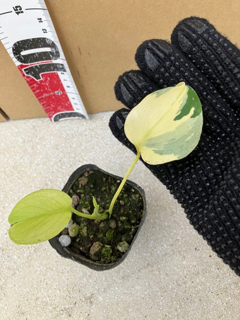 モンステラ斑入り　デリシオーサ実生幼苗　激レア継続個体