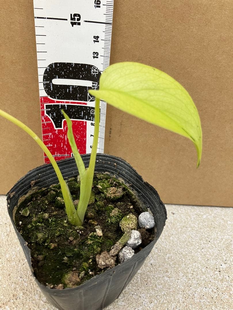 モンステラ斑入り　デリシオーサ実生幼苗　激レア継続個体