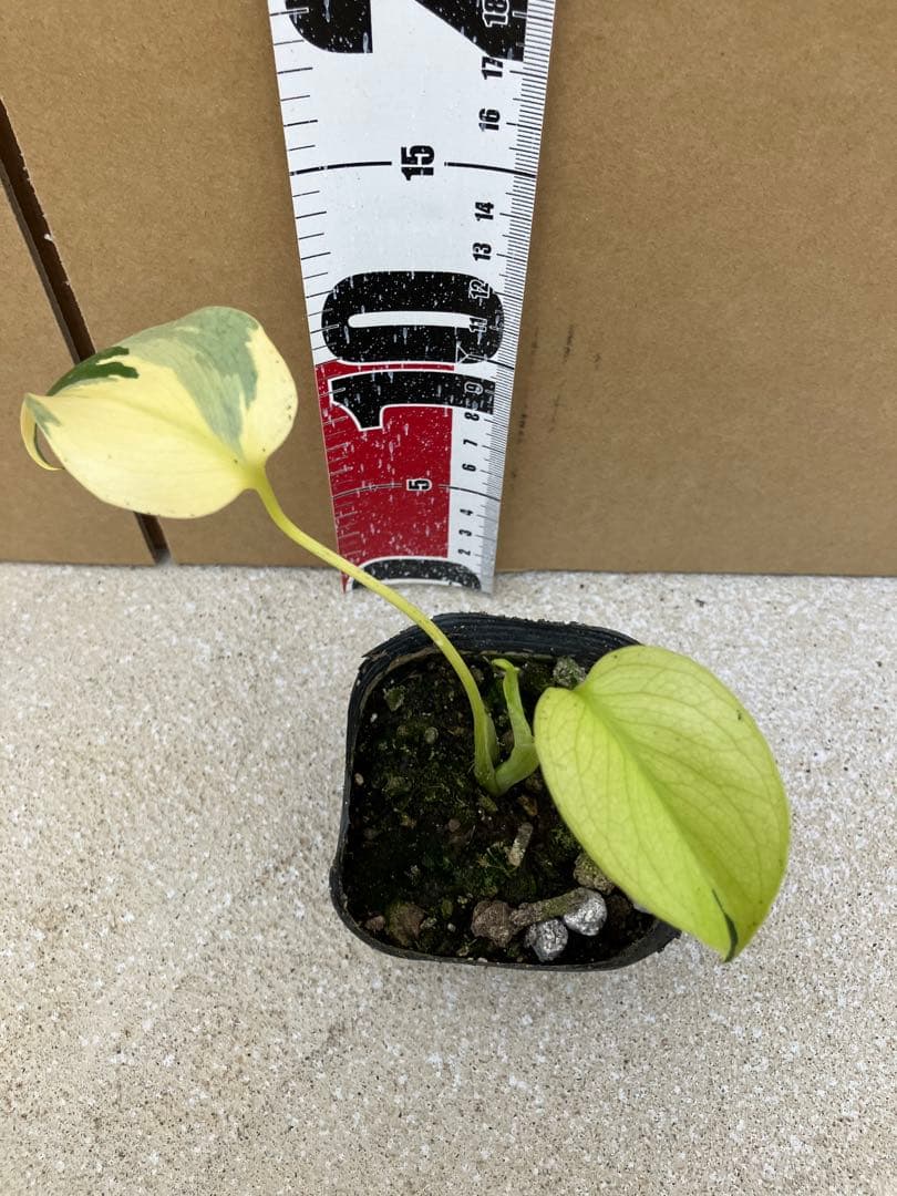 モンステラ斑入り　デリシオーサ実生幼苗　激レア継続個体