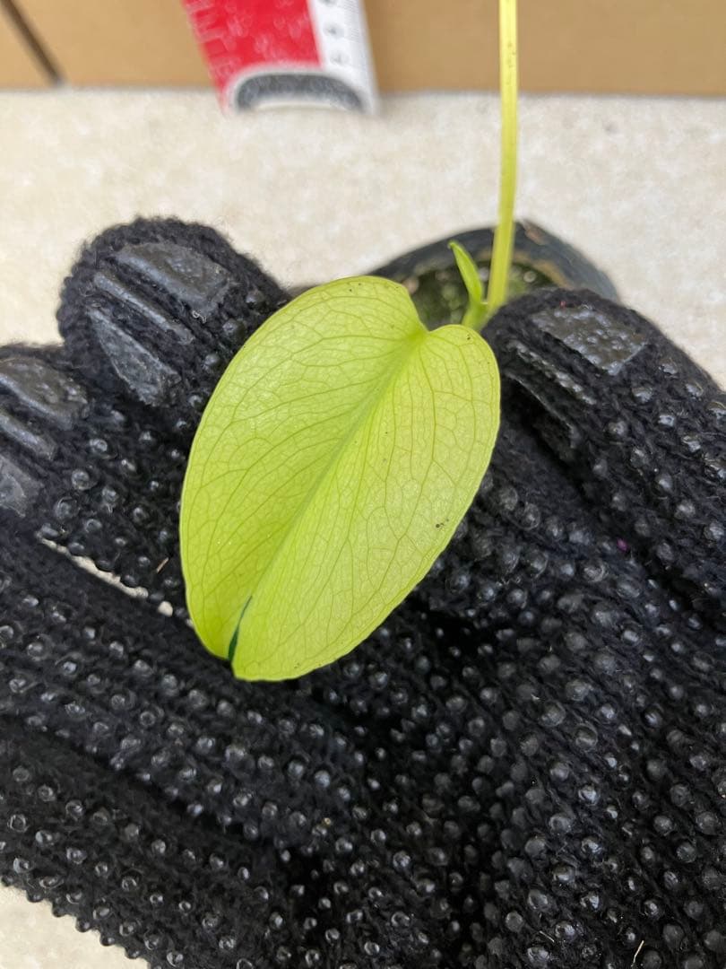 モンステラ斑入り　デリシオーサ実生幼苗　激レア継続個体