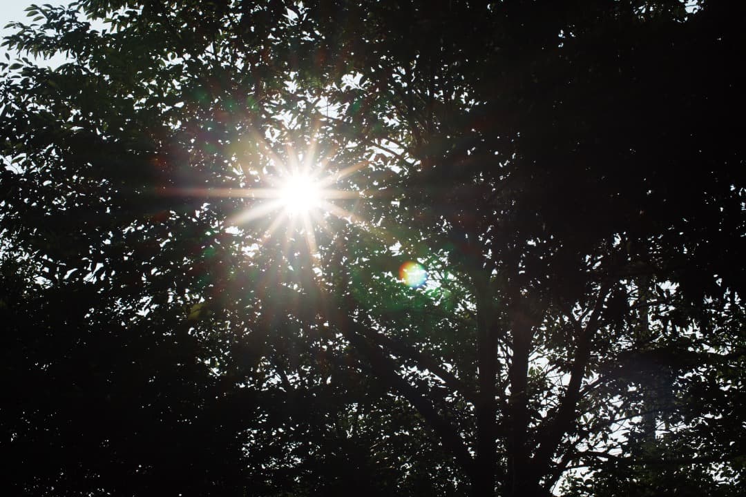 【美品】動作◎ ニコン Ai Nikkor 50mm F1.2 124