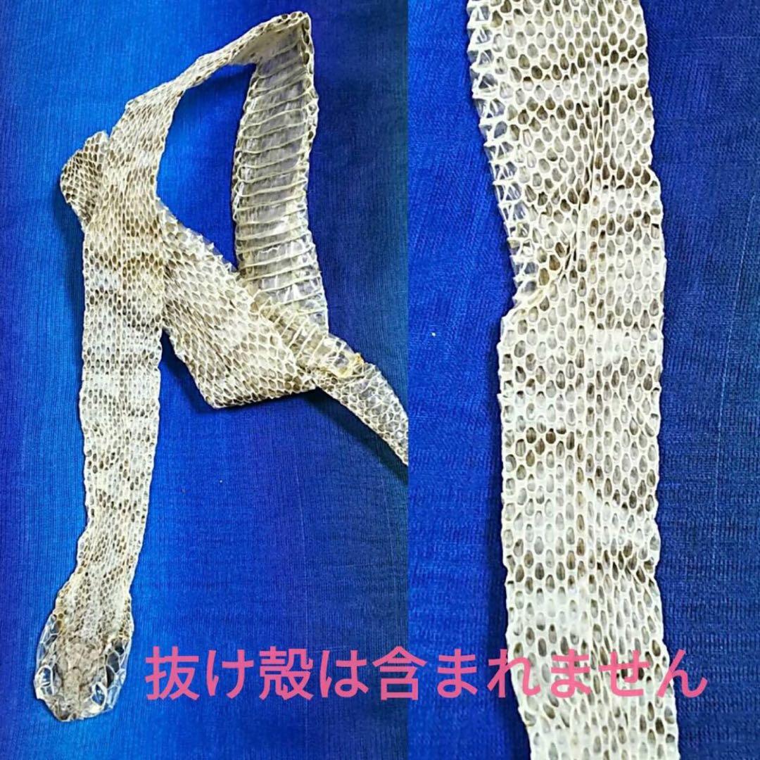 のりこ 白蛇 マムシ 切らず一匹 額 お守り 蓮 金運 縁起物 金 虹の衣