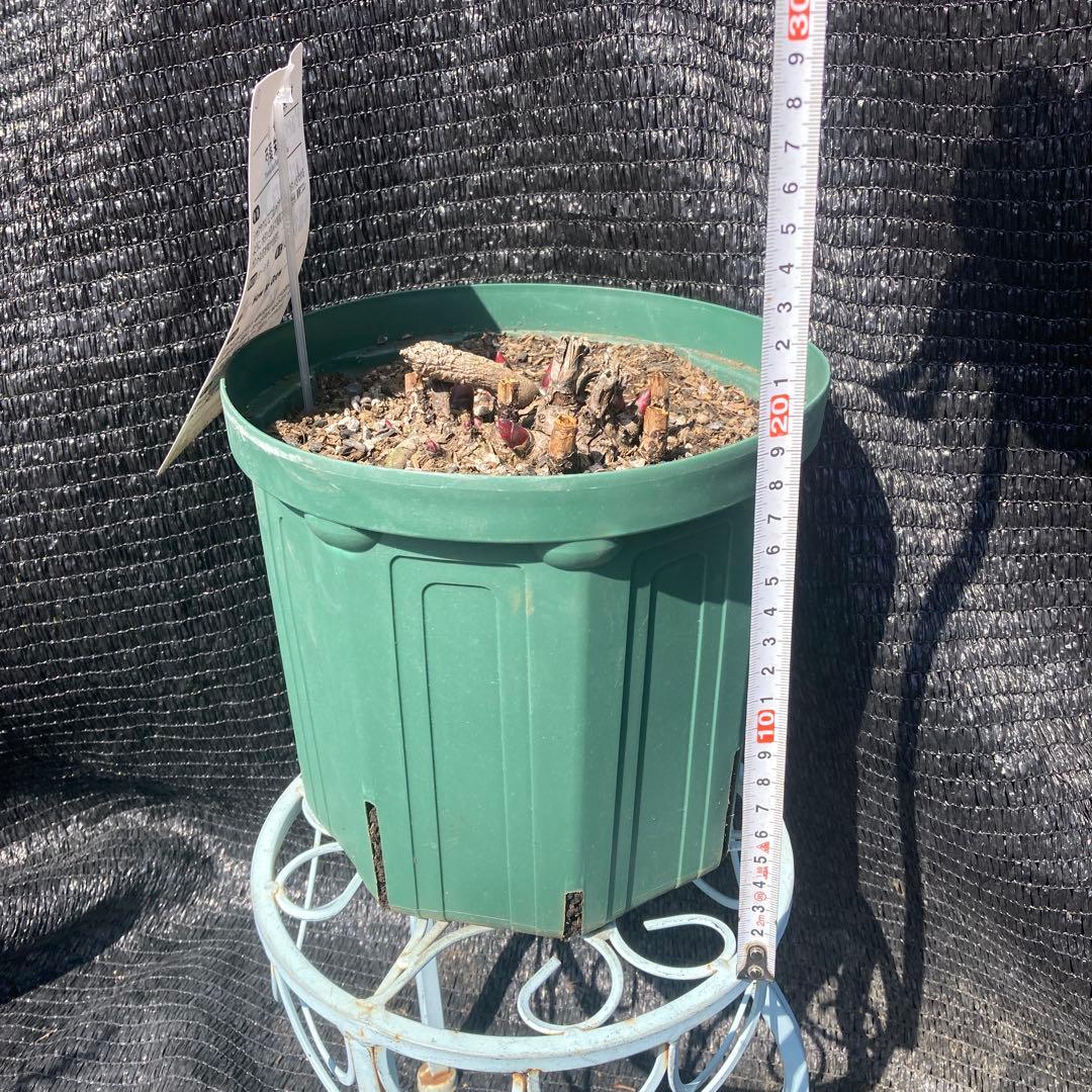 ①*ஐ14〜15芽確認！淡いピンクの八重咲き種*:ஐ大輪・芍薬・苗【朱鷺姿】7号