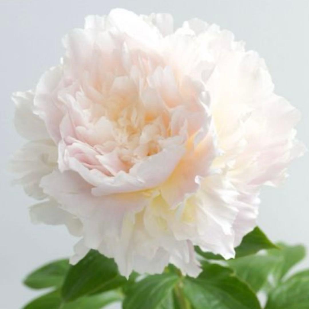 ①*ஐ14〜15芽確認！淡いピンクの八重咲き種*:ஐ大輪・芍薬・苗【朱鷺姿】7号