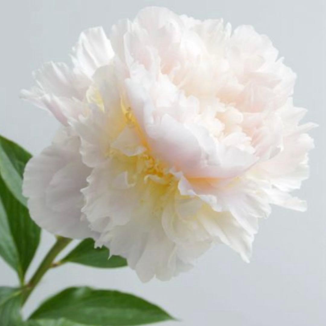 ①*ஐ14〜15芽確認！淡いピンクの八重咲き種*:ஐ大輪・芍薬・苗【朱鷺姿】7号