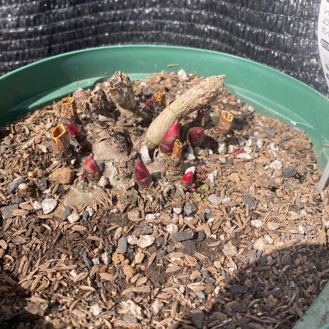 ①*ஐ14〜15芽確認！淡いピンクの八重咲き種*:ஐ大輪・芍薬・苗【朱鷺姿】7号
