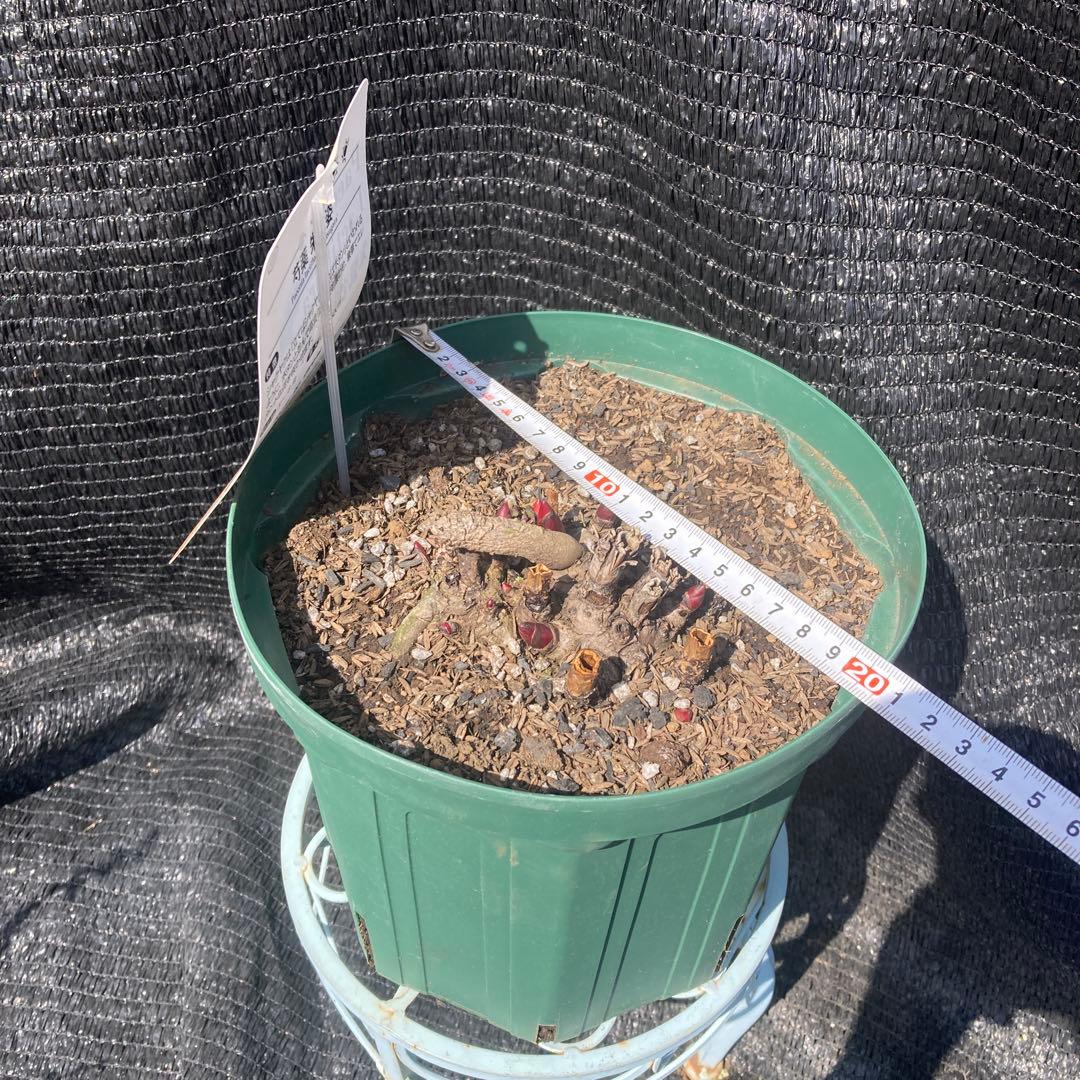 ①*ஐ14〜15芽確認！淡いピンクの八重咲き種*:ஐ大輪・芍薬・苗【朱鷺姿】7号