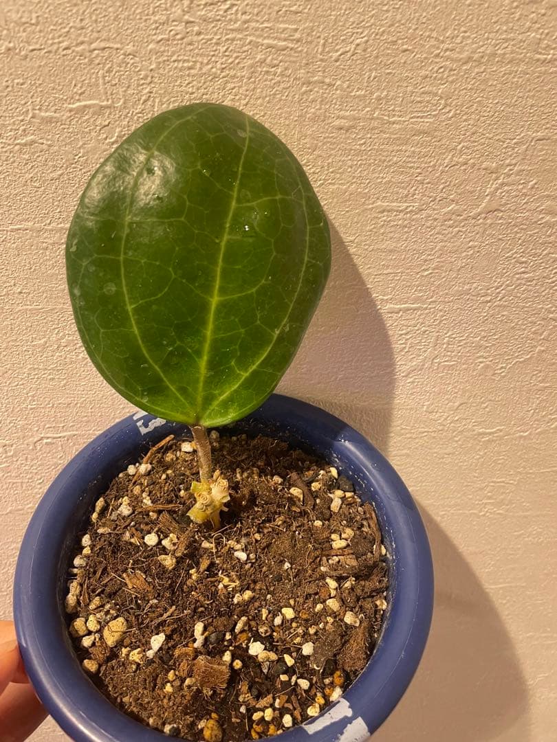 ✧︎nonotaro✧︎大葉ホヤHoya Sp Sarawak サクララン