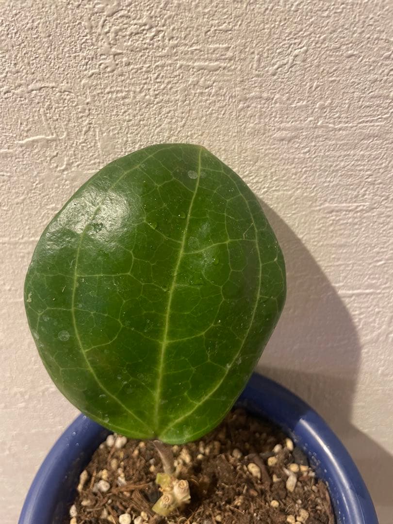 ✧︎nonotaro✧︎大葉ホヤHoya Sp Sarawak サクララン