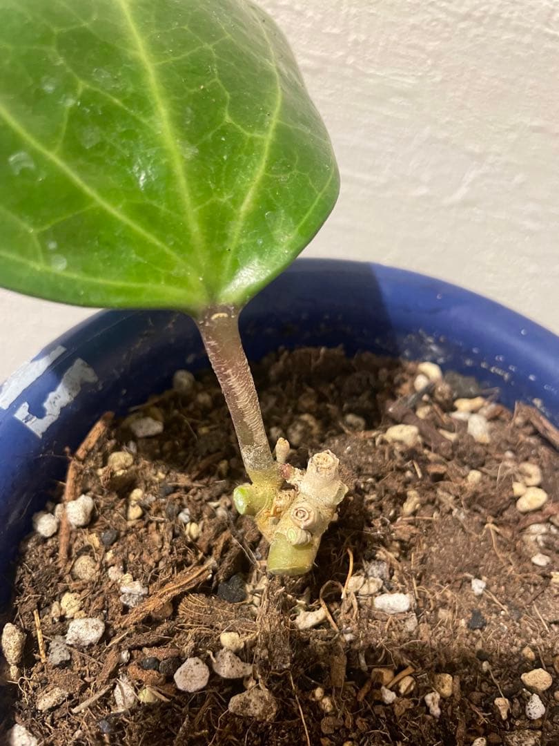 ✧︎nonotaro✧︎大葉ホヤHoya Sp Sarawak サクララン