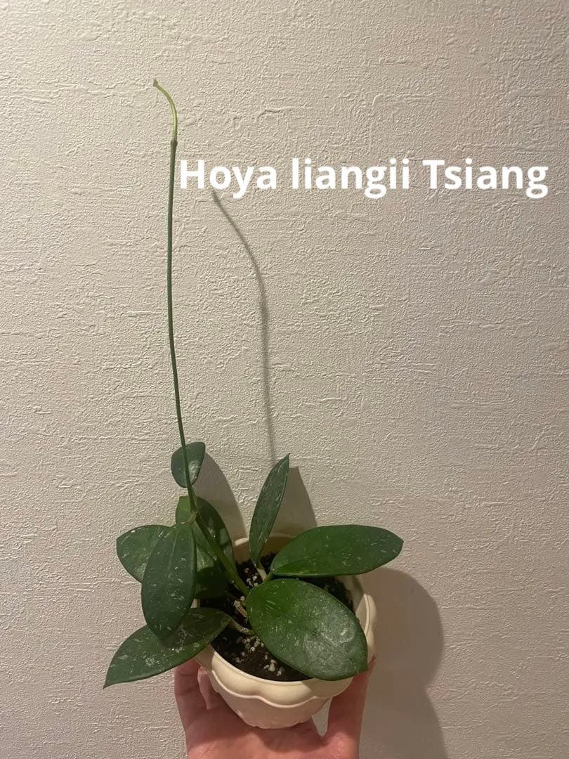 ✧︎nonotaro✧︎大葉ホヤHoya Sp Sarawak サクララン