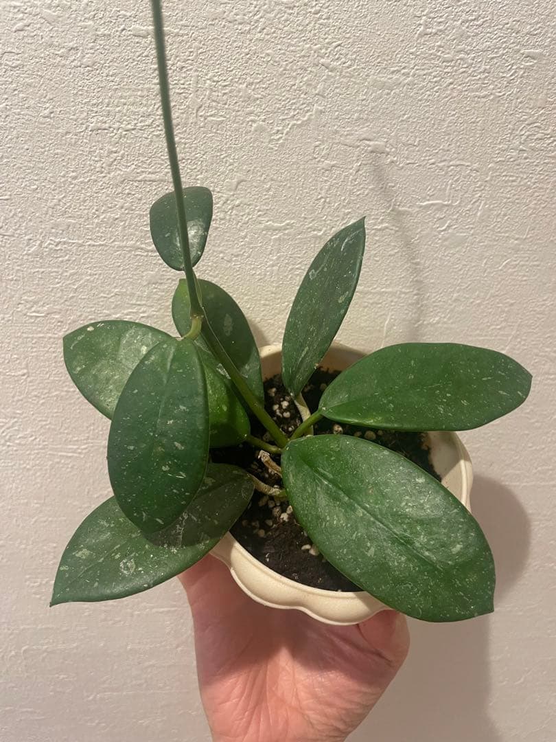 ✧︎nonotaro✧︎大葉ホヤHoya Sp Sarawak サクララン