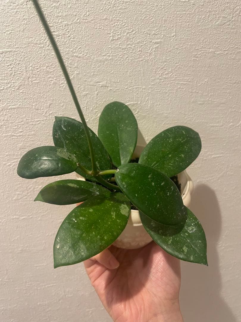 ✧︎nonotaro✧︎大葉ホヤHoya Sp Sarawak サクララン