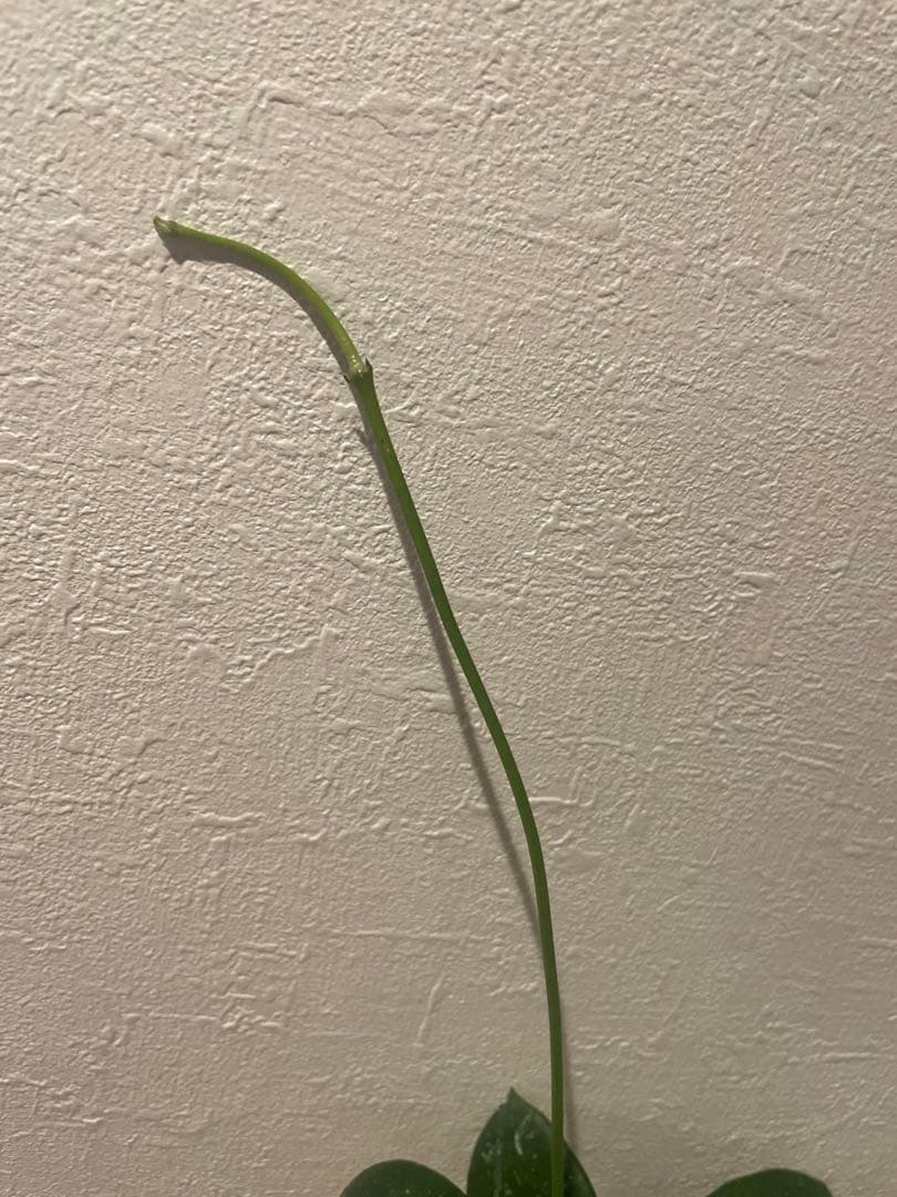 ✧︎nonotaro✧︎大葉ホヤHoya Sp Sarawak サクララン