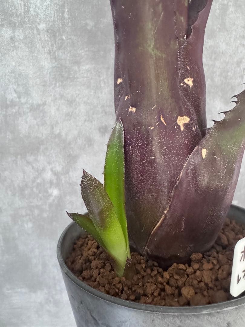 ホヘンベルギア・レオポルド－ホルスティ