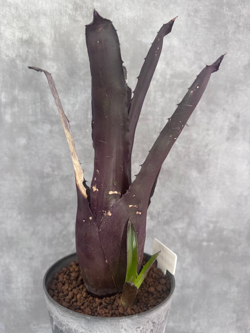 ホヘンベルギア・レオポルド－ホルスティ