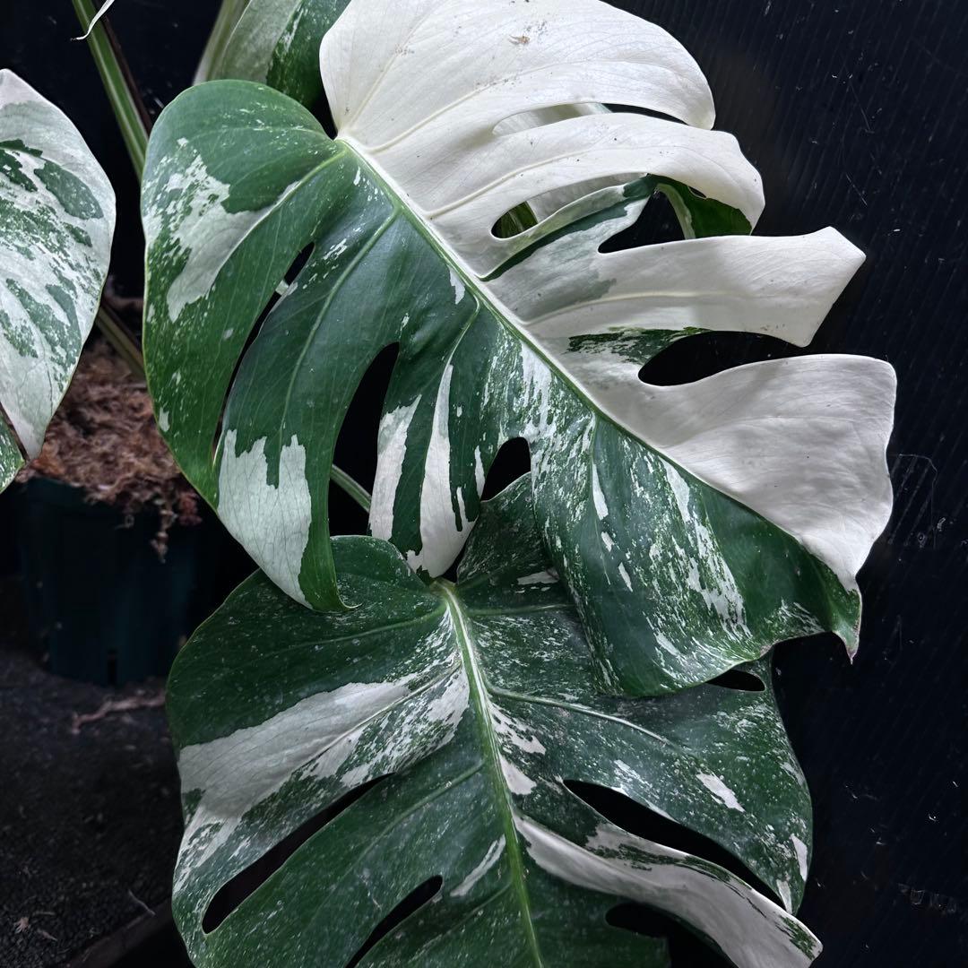 斑入りモンステラ ホワイトタイガー極美大株51cm白斑多