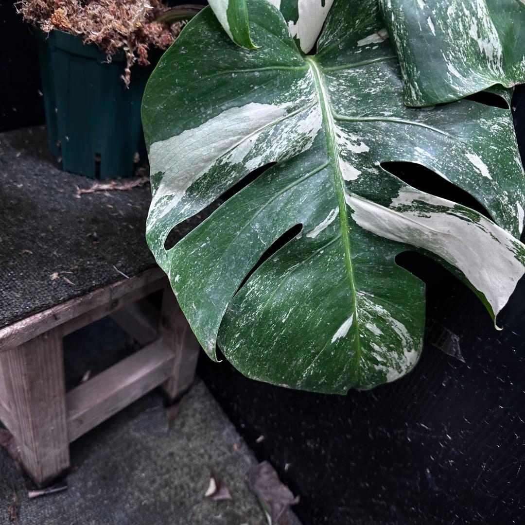 斑入りモンステラ ホワイトタイガー極美大株51cm白斑多