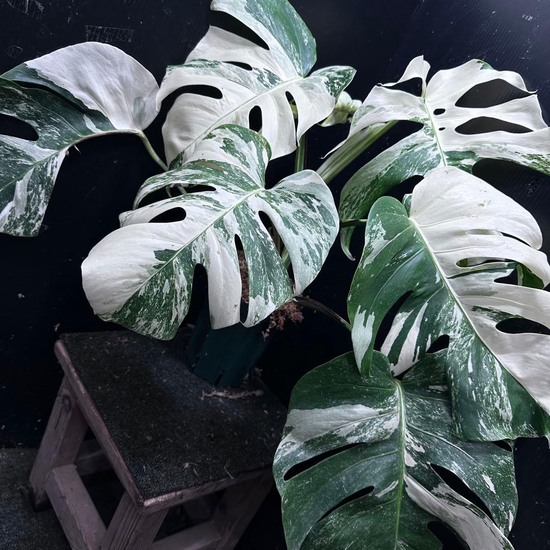 斑入りモンステラ ホワイトタイガー極美大株51cm白斑多
