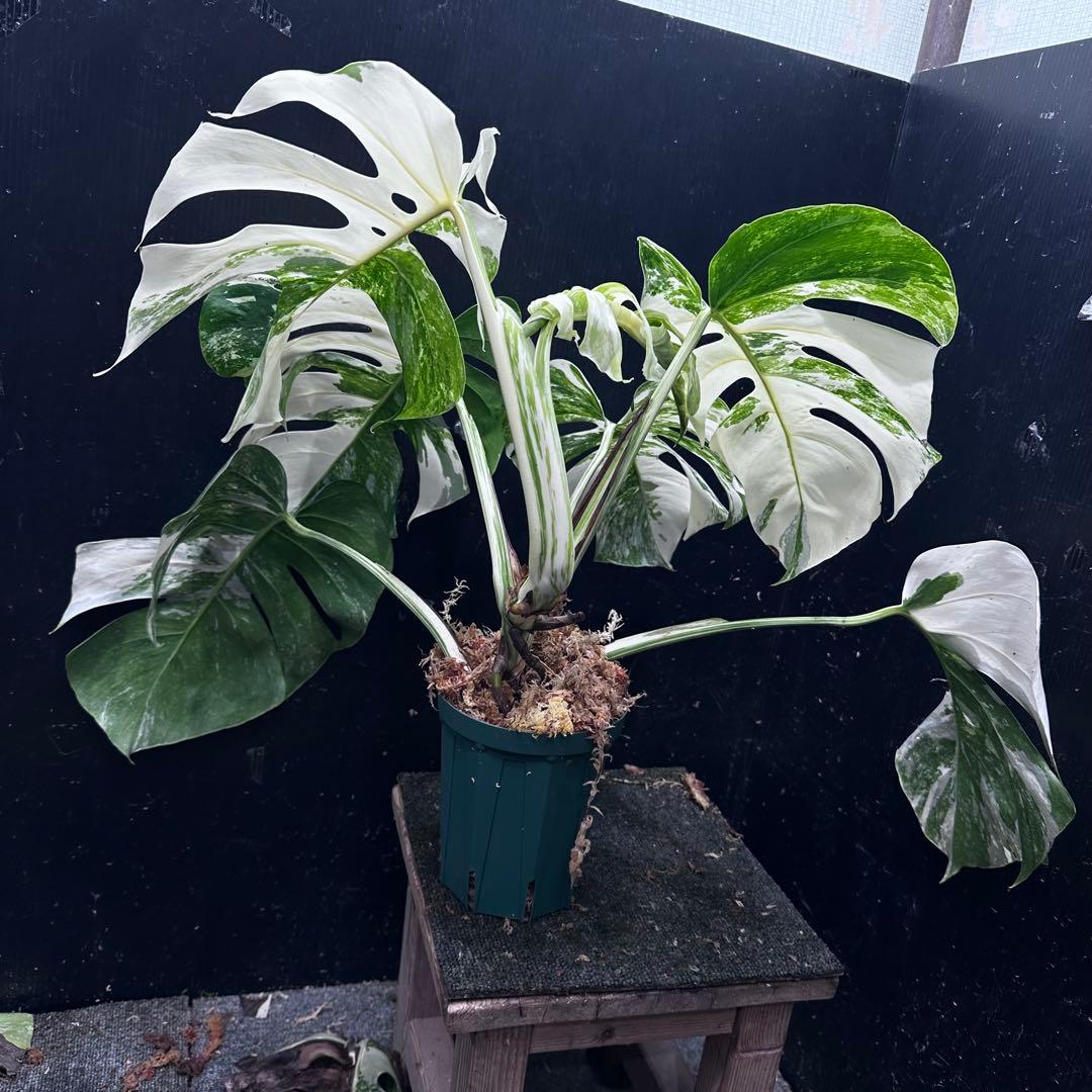 斑入りモンステラ ホワイトタイガー極美大株51cm白斑多